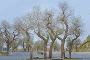 15th May 2024 - Populus Euphratica