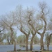 Populus Euphratica by wh2021