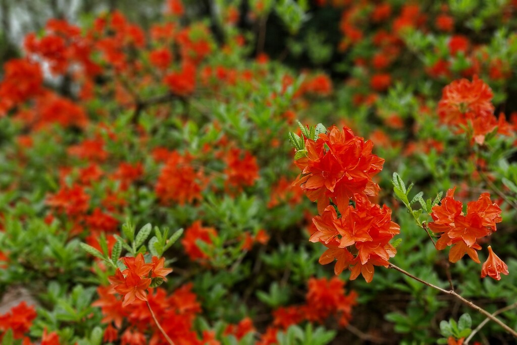 orange and green by christophercox