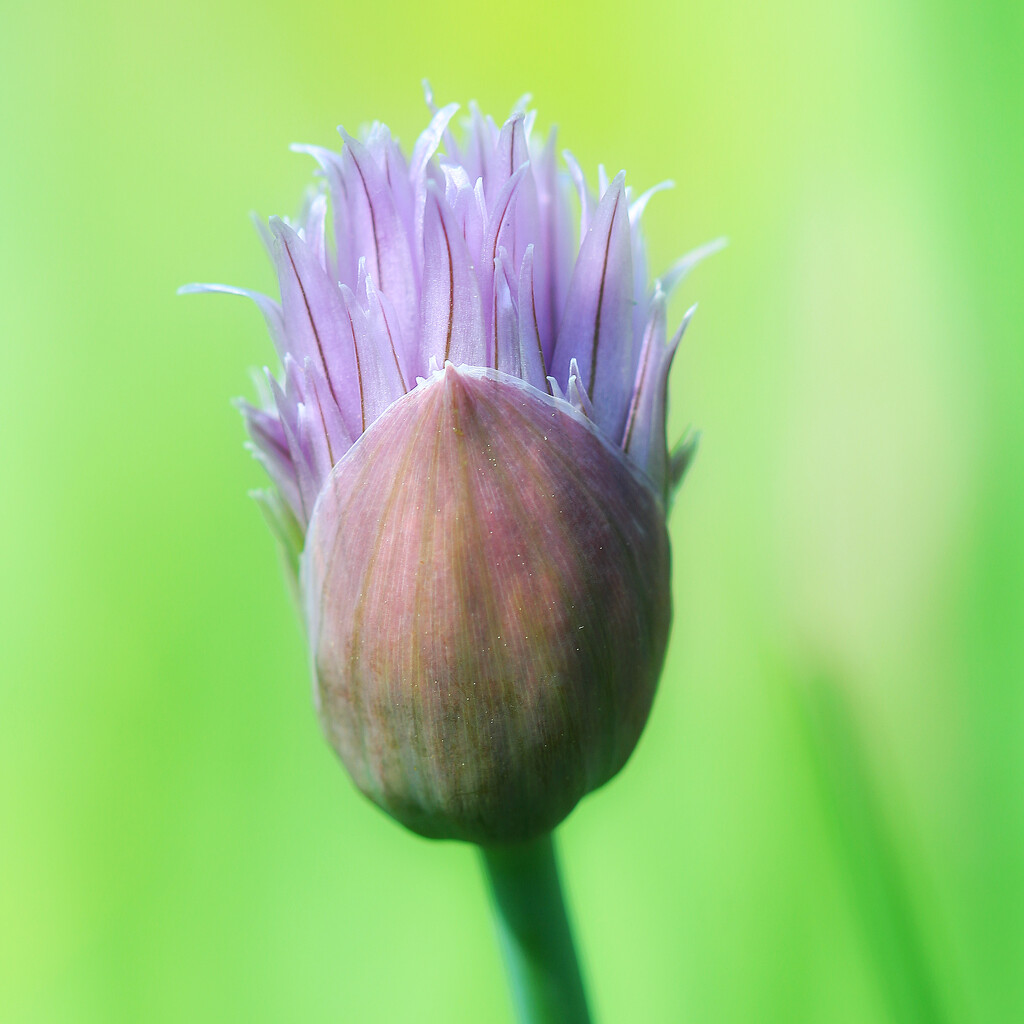 The Scent of Chives by juliedduncan