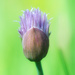 The Scent of Chives
