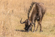 19th May 2024 - Wildebeest