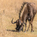 Wildebeest by seacreature