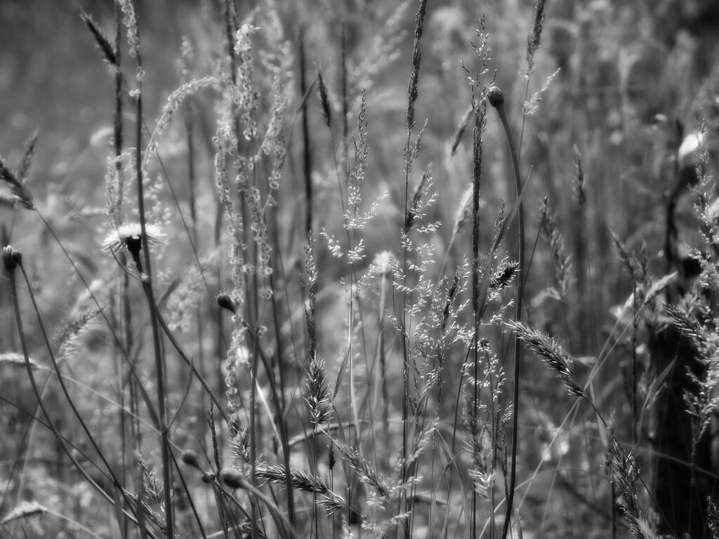 Grasses, weeds and wildflowers... by marlboromaam