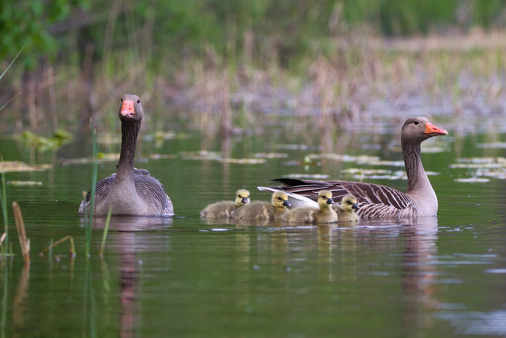 Gese family by okvalle