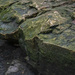 Mossy Rocks  by dkellogg