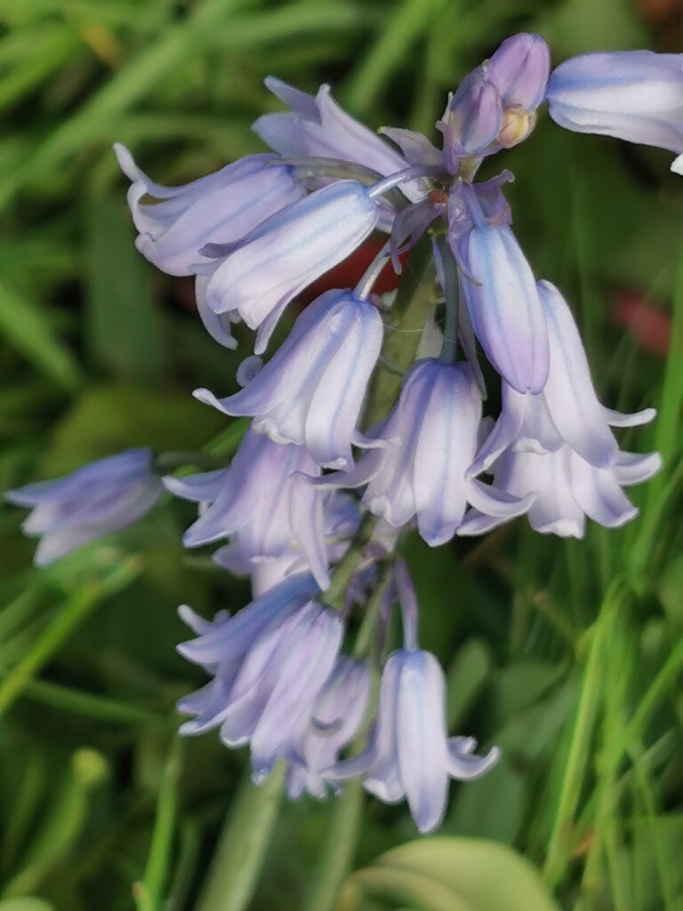 Bluebells  by plainjaneandnononsense