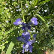 18th May 2024 - Iris and forget me not’s