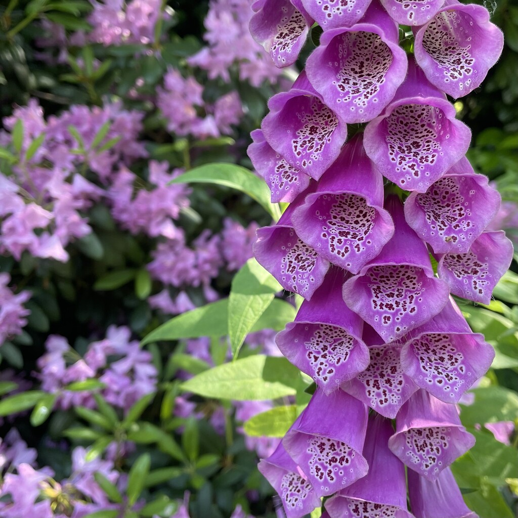 Foxglove and rhododendron  by jacqbb