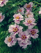 19th May 2024 - A waterfall of Peony Flowers