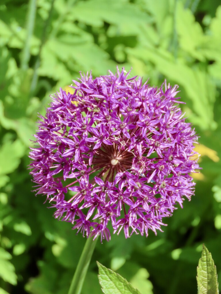 Allium by orchid99