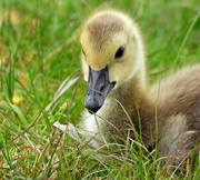 19th May 2024 - Gosling 