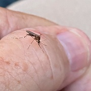 17th May 2024 - This mosquito passed away not longer after this iPhone photo was taken. 