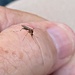 This mosquito passed away not longer after this iPhone photo was taken.  by johnfalconer