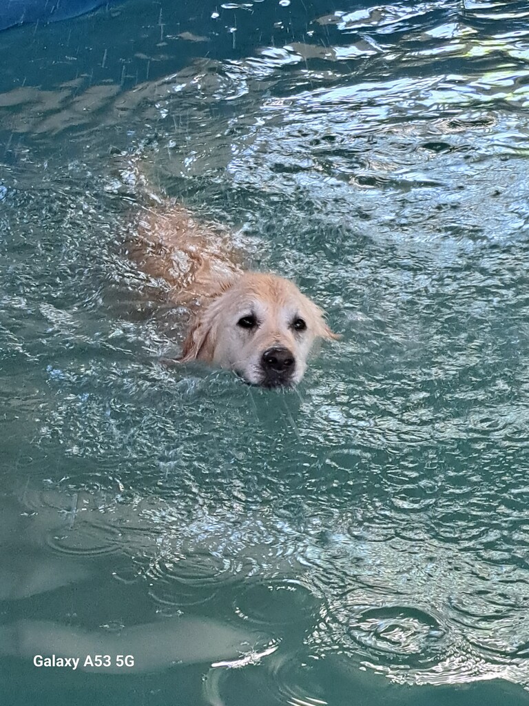 Dog swim by ludbrook482