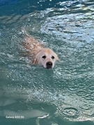 19th May 2024 - Dog swim