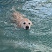 Dog swim by ludbrook482