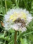 19th May 2024 - Dandelion Double