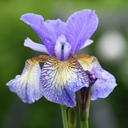 19th May 2024 - Rainy iris blossom