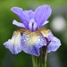 Rainy iris blossom