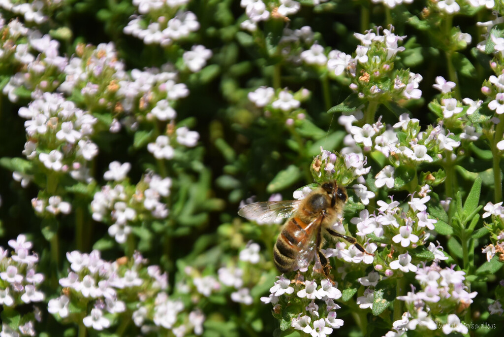 Honey bee in thyme by parisouailleurs