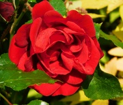 19th May 2024 - Ruby Wedding Rose