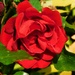 Ruby Wedding Rose by 365anne
