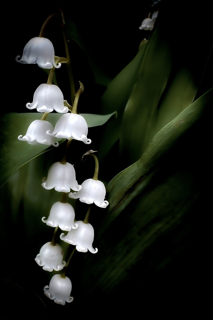 Lily of the Valley by jnewbio