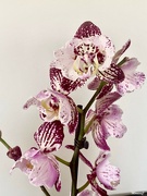 19th May 2024 - Orchid