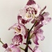 Orchid by monicac