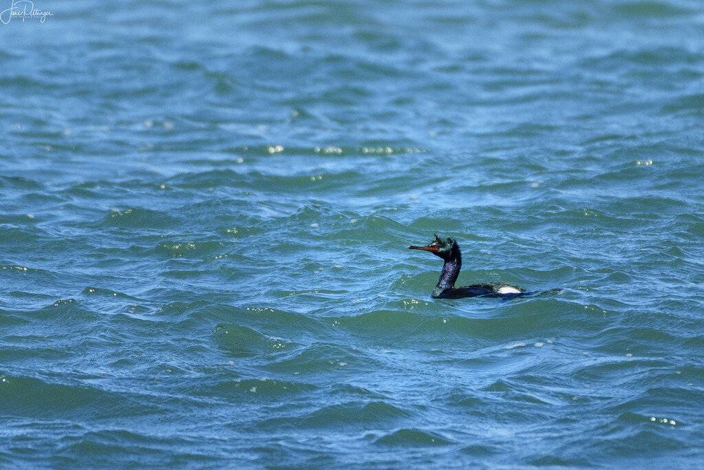 pelagic cormorant  by jgpittenger