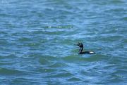 7th May 2024 - pelagic cormorant 