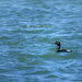 pelagic cormorant  by jgpittenger