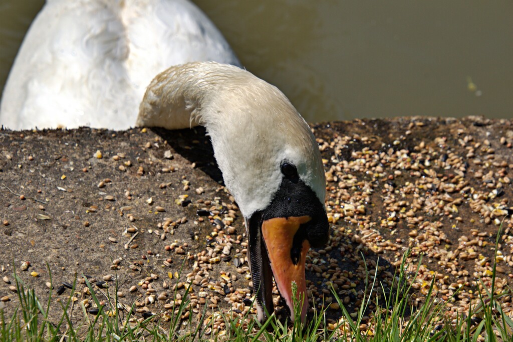 swans lunch by ollyfran