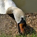 swans lunch by ollyfran