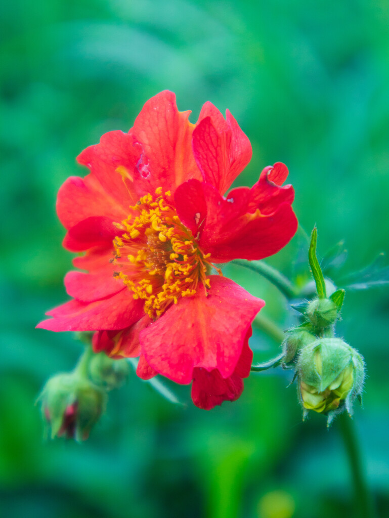 geum by josiegilbert