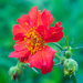 geum by josiegilbert