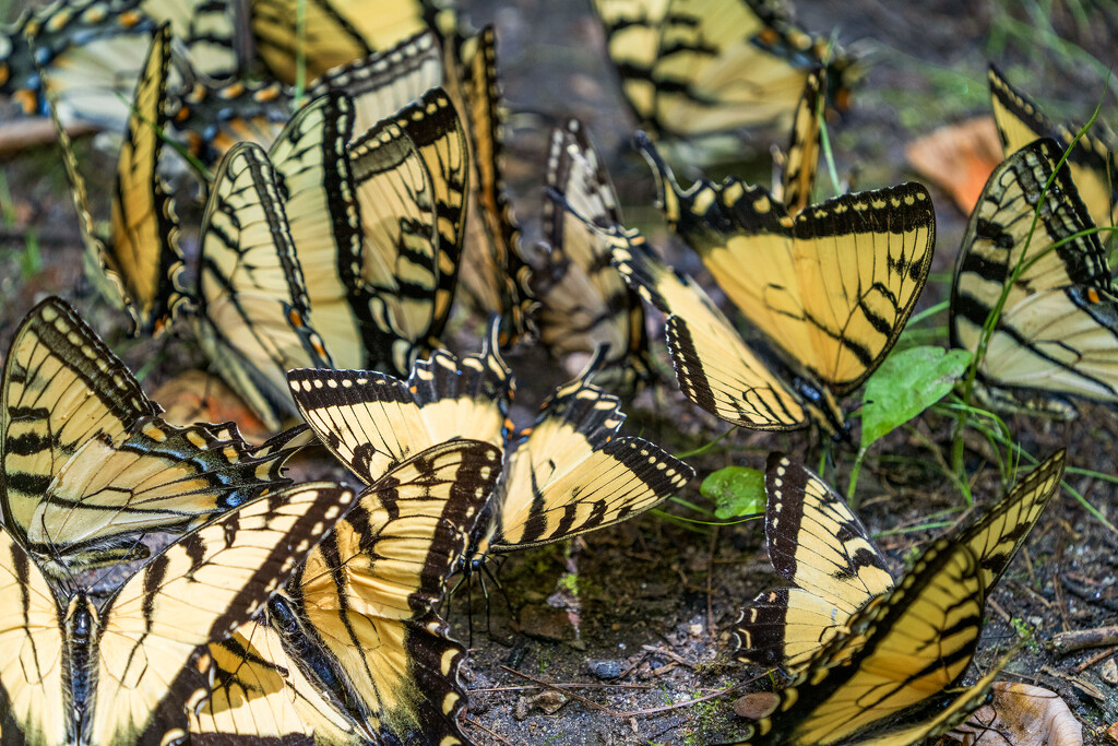 Butterfly Swarm by kvphoto