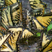 Butterfly Swarm by kvphoto