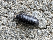 28th Apr 2024 - ‘Roly Poly’: *Not* an insect