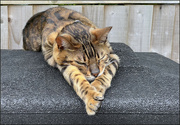 17th May 2024 - 17 -Merlin asleep on the Compost Bin