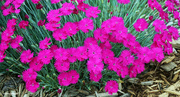 19th May 2024 - Neon Star Dianthus in full bloom