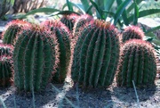 19th May 2024 - fire barrel cactus