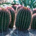 fire barrel cactus