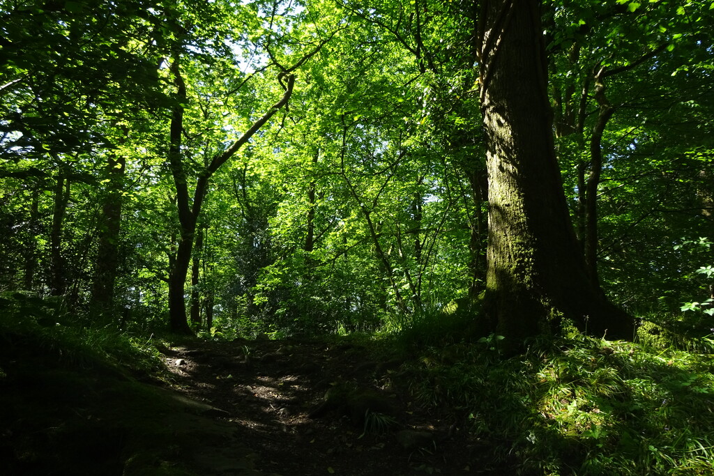 Bluebell Wood by anniesue