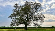 19th May 2024 - Buslingthorpe Tree