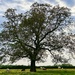 Buslingthorpe Tree