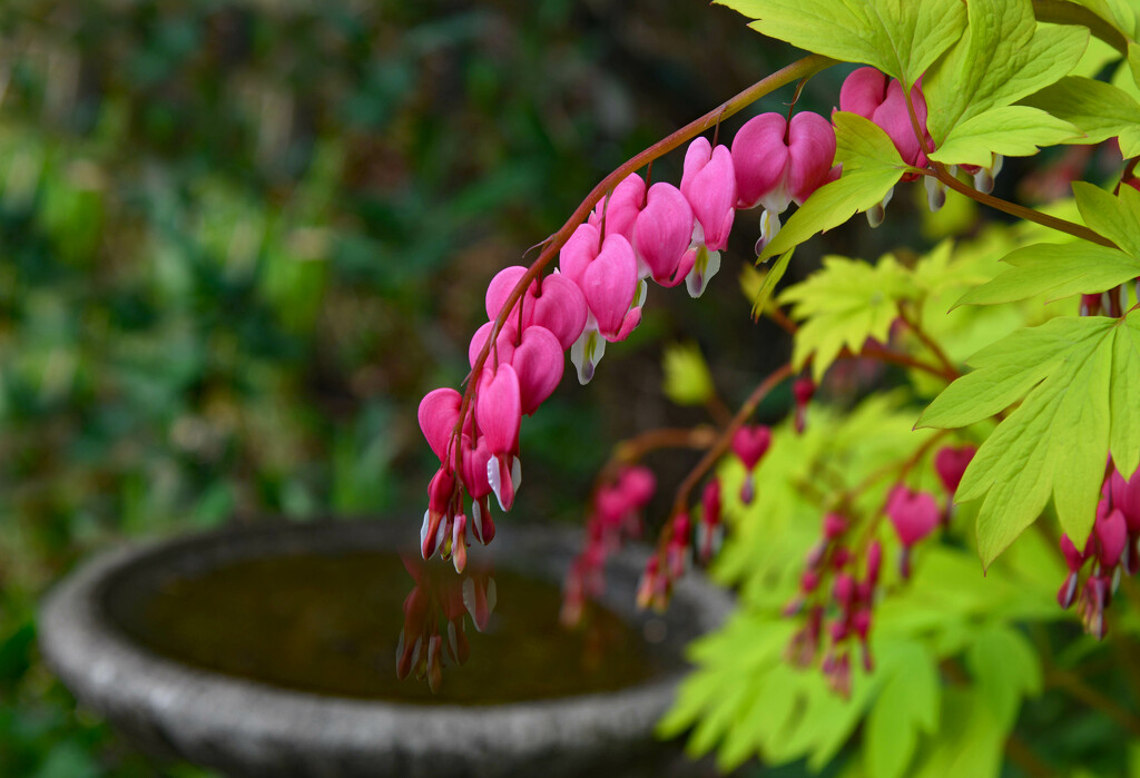 Bleeding Hearts And Birdbath by paintdipper