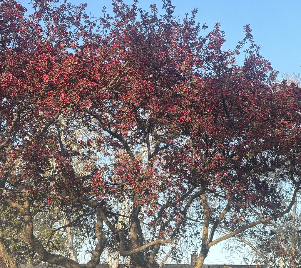 IMG_4771 crabapple blooming early  by pennyrae