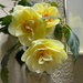 IMG_4892 daffodils  by pennyrae